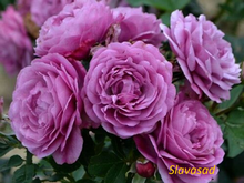 Rose Thelma (Роз Тельма) (Мультифлора)